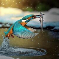 Common European Kingfisher river kingfisher flying after emerging from water with caught fish prey in beak photo