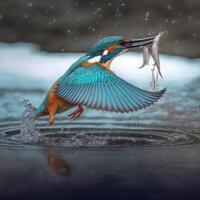 Common European Kingfisher river kingfisher flying after emerging from water with caught fish prey in beak photo