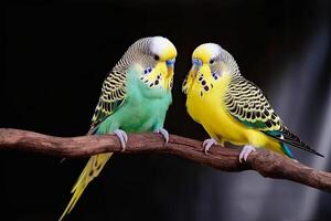 illustration of a budgie pair photo