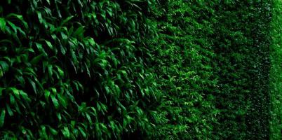 Green plant on vertical garden wall texture background. Sustainable green walls. Living green wall. Eco friendly wall covered by vegetation. Green grass leaves on vertical garden. Nature background. photo