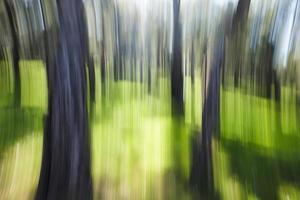 resumen movimiento difuminar bosque en un soleado día foto