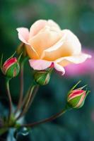 Delicate blooming tea rose and 3 closed buds. photo