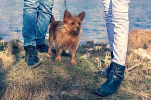 un gracioso Yorkshire terrier soportes en el césped Entre dos pares de piernas en un antecedentes de agua. largo marrón perro pelo y grande orejas. pantalones y botas en el pies de gente. horizontal. foto