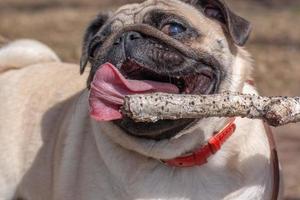 Pug's funny face with open mouth and tongue is trying to grab a stick. Red leather collar. Blurred background. Horizontal. photo