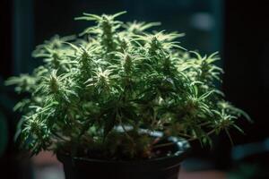 blooming lush green cannabis bush in a flower pot, indoor marijuana growing photo