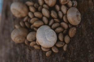 background with white snail shells in close-up photo