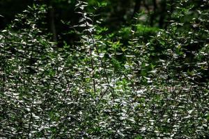 green bush in the sun creating an interesting summer abstract background photo