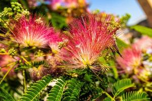 delicate Albizia Julibrissin tree on a warm sunny summer day in close-up photo