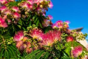 delicate Albizia Julibrissin tree on a warm sunny summer day in close-up photo