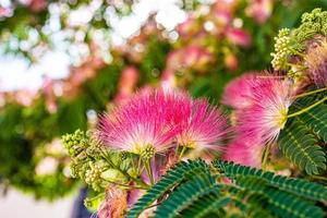 delicate Albizia Julibrissin tree on a warm sunny summer day in close-up photo