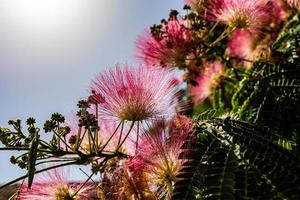 delicate Albizia Julibrissin tree on a warm sunny summer day in close-up photo