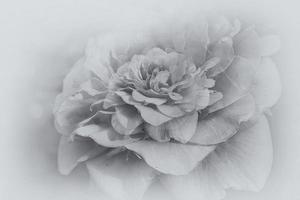 delicado Rosa flor de cerca en el jardín en el Brillo Solar foto