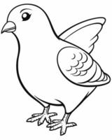 Pigeon Bird Coloring Page vector