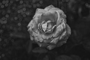 delicate rose flower close-up in the garden in the sunshine photo