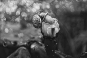 pequeño caracol en el naranja flor de un espinoso Pera cactus en de cerca foto