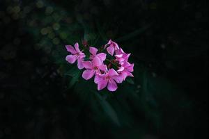 pink flower on a green background of the bush on a warm summer day photo