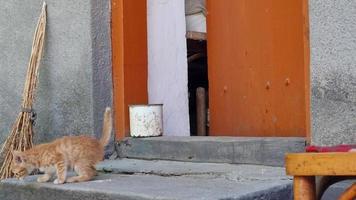 ein rot Kätzchen beim das Eingang zu das Scheune, spielen auf das Schritte. video