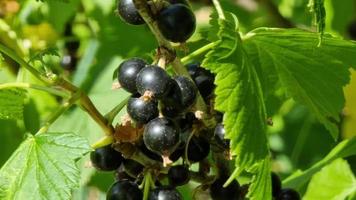 Ripe black currant berries on a branch with green leaves. video