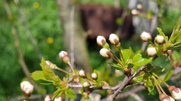 vit knoppar, körsbär blommar i vår, makro Foto med grund djup av fält. video