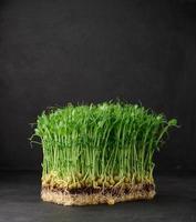 Sprouted pea seeds on a black background, microgreens for salad, detox photo