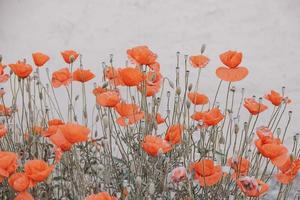 red summer poppy flowers on a light background photo