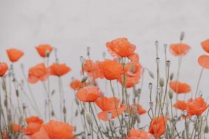 red summer poppy flowers on a light background photo