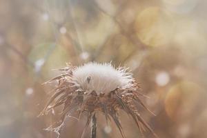 cardo flor con semillas en un verano prado en el calentar rayos de el Dom foto