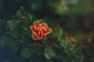 orange flower in a spring tree against a background of green leaves photo