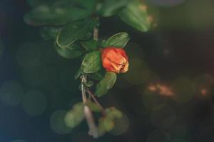 orange flower in a spring tree against a background of green leaves photo