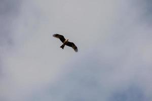 elegante pájaro de presa en el antecedentes de gris nubes foto