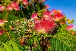 delicate Albizia Julibrissin tree on a warm sunny summer day in close-up photo