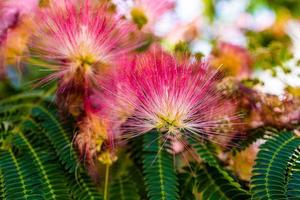 delicate Albizia Julibrissin tree on a warm sunny summer day in close-up photo