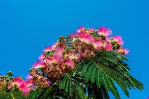 delicate Albizia Julibrissin tree on a warm sunny summer day in close-up photo