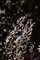 summer grass in the warm afternoon sun close-up photo