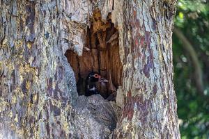 black duck in the hollow of a large old tree in the park photo