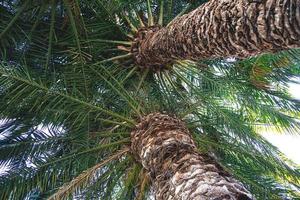 beautiful natural background with exotic palm leaves and trunk photo