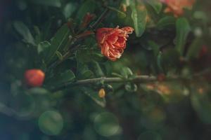 orange flower in a spring tree against a background of green leaves photo