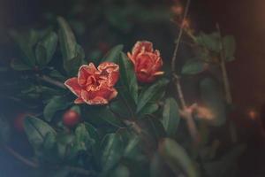 orange flower in a spring tree against a background of green leaves photo