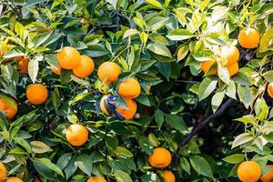 manaryn árbol con naranja frutas en contra el antecedentes de hierba hojas con un azul teta pájaro foto