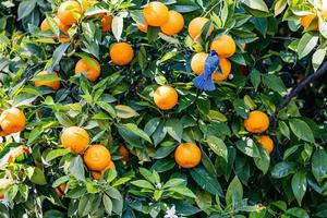 manaryn árbol con naranja frutas en contra el antecedentes de hierba hojas con un azul teta pájaro foto