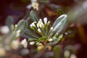 white flower of a bush close-up against a background of green leaves in sunshine spring day in the park photo