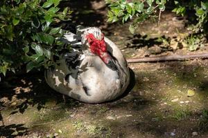 black and white duck on a green background in warm sunshine in the park photo