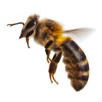 close up of bee flying on white background. . photo