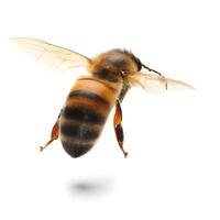 cerca arriba de abeja volador en blanco antecedentes. generativo ai. foto