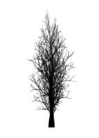 Dead trees isolated on a white background, black silhouette of dry tree without leaf vector