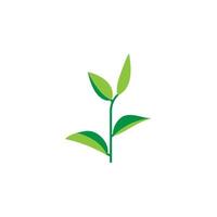 Herb, green tea vector icon