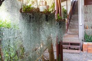 Spanish Moss is an air-purifying plant. planted in the garden Made into a mobile hanging band to prevent wind and dust Can also be used as a curtain to protect from heat from the sun. photo