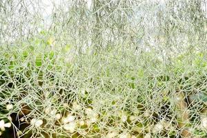 The texture of Spanish Moss, which is an air purifying tree, planted in a garden, made into a hanging mobile bunch to prevent wind and dust. Used as a curtain to prevent heat from the sun. photo