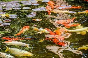 Pond of koi fish photo