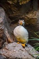 Puffin bird at the zoo photo